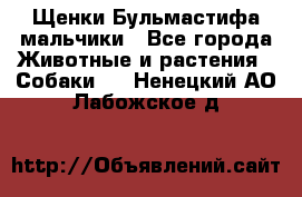 Щенки Бульмастифа мальчики - Все города Животные и растения » Собаки   . Ненецкий АО,Лабожское д.